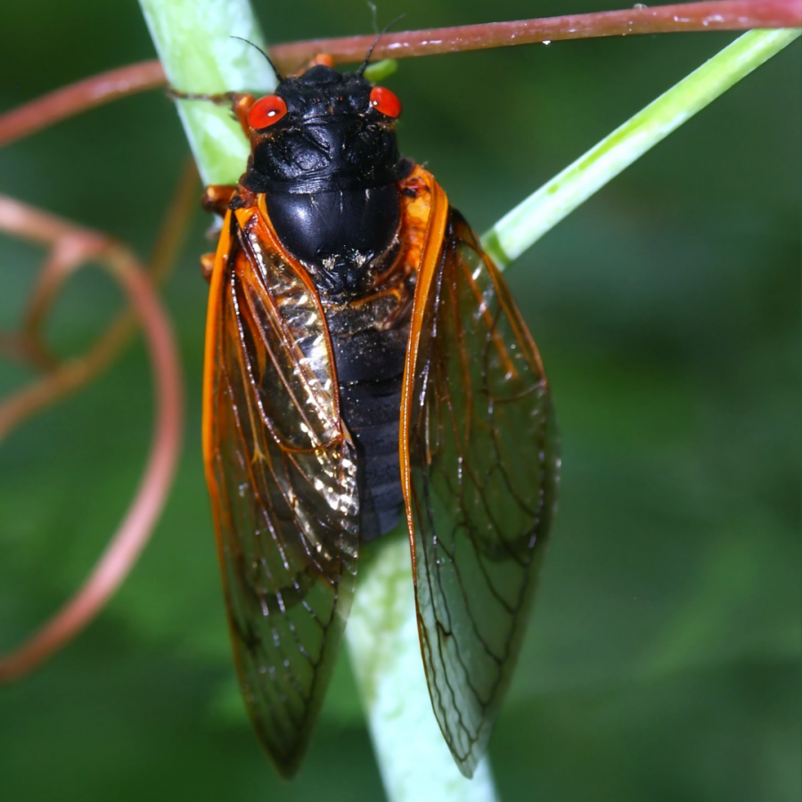 Cicada on stem